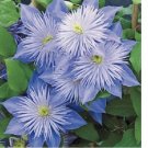 Light Blue Clematis 25 Seeds Flowers Seed Bloom Perennial Flower