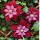 Clematis 25 Seeds Flower Seed Perennial Flowers Vine US SELLER "Double Red"