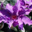 1 Plant Clematis Marie Louise Jensen - Live Plant in a 4 Inch Growers Pot