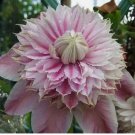 White/Fuchsia CLEMATIS rare flower exotic vine 23 bush plant 20 Seeds