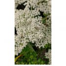 California Buckwheat seeds (Eriogonum fasciculatum) Mojave