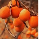Persimmon Tree 20 Seeds Diospyros Virginiana Sugar Plum Fruit Plant Native