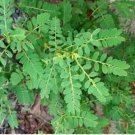 Organic Stone Breaker(Phyllanthus niruri/Chanca Piedra/Chamber Bitter) 200 Seeds.