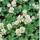 750 White Dutch Clover Cover Crop Seeds | NON-GMO | Heirloom | Fresh Flower Seeds