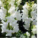 50 Snowflake Snapdragon Seeds Heirloom Non-GMO