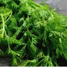 50 Mammoth Long Island Dill Seeds |Heirloom | Non-GMO Fresh Garden Seeds