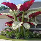 Wild Taro Seeds Perennial Flower Indoor Outdoor Garden Planting 100pcs