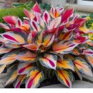 Hosta Plant Seeds Perennial Flower Shade Garden Tree Seeds Sow Right 150pcs