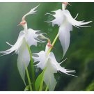 White Heron Lotus 30 Seeds Rare Water Plant for Garden Pond Gift Idea