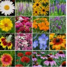 15 Species Flowers, Variety Packet-Size, Easy Grow All Perennial Wildflower Mix 800 Seeds