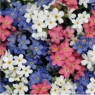 500 Forget Me Nots Seeds MIXED COLORS Perennial Early Blooms Pollinators Non-GMO
