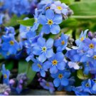 Forget Me Not Flower 1200+ Seeds | Attract Pollinators with this Perennial