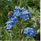 100  FORGET ME NOT FLOWER SEEDS FRESH SEEDS