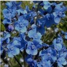 200 Chinese Forget Me Not Seeds