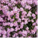200 Forget Me Nots Seeds ROSE Perennial Flowers Ground Cover Border Non-GMO
