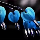 Blue Bleeding Heart 25 Seeds Flowers Perennial Flower Seed