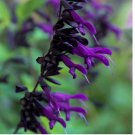 Purple Black Salvia 50 Seeds Flower Seed Perennial Flowers Hummingbird