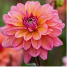 Great Silence Dahlia 25 Seeds Flower Perennial Flowers Flowering