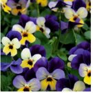 200 Johnny Jump Up Viola Seeds NON-GMO Heirloom Fresh Flower Seeds