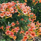 FLOWER VINE 100+ SEEDS: Perennial Trumpet Creeper (Campsis radicans)