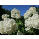 50  White Phlox Flower Seeds | Phlox Drummondii