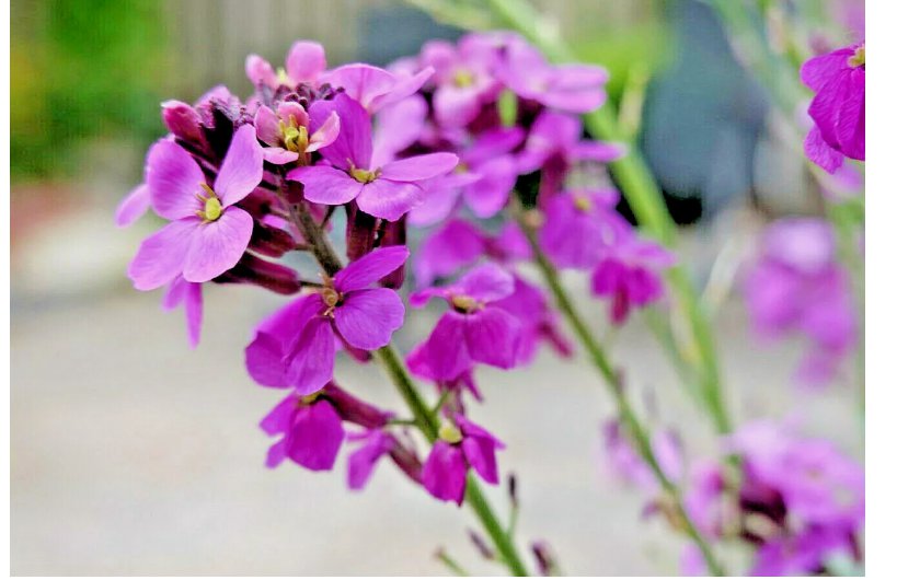 Evening Scented (Night) Stock Matthiola Flower 3000  Seeds BULK, Lilac-Pink Mix