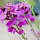 Evening Scented (Night) Stock Matthiola Flower 3000  Seeds BULK, Lilac-Pink Mix