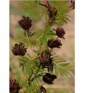 100+ Seeds for Illinois Bundleflower {Desmanthus illinoensis}