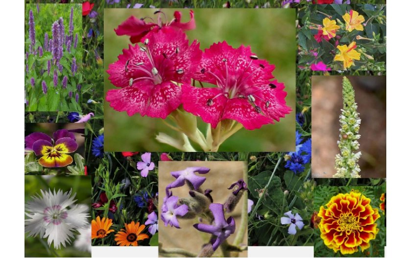 Aromatic Mix 15+ Highly Fragrant Fast Growing  300+ seeds