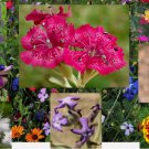 Aromatic Mix 15+ Highly Fragrant Fast Growing  300+ seeds