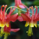 50+ Eastern Red Columbine {Aquilegia Canadensis}