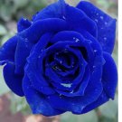 Navy Blue RARE Rose hybrid tea flower Bush exotic plant  20 Seeds
