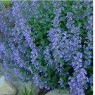 200 CATMINT Seeds Lavender Blue Heirloom Perennial Teas Insect Repellant Non-GMO