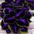 Black Purple Coleus Seeds – Bold Foliage Plant – Easy-to-Grow for Garden or / 25+ Seeds