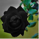 Black Rose 10 Seeds Flower Bush Perennial Shrub Flowers Seed