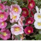 25 HOLLYHOCK SINGLE MIX FRESH SEEDS