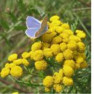 Tansy Seeds - Tanacetum vulgare - Perennial 1000 Flower Seeds