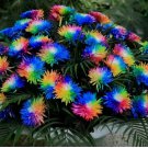 Rainbow Chrysanthemum Flowers Seed Bright Color Plants 10 Seeds