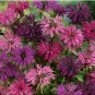 Bee Balm Mixed Flower Seeds USA seller 20+ Seeds