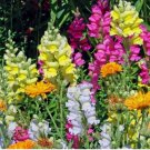 1000 Fairy Bouquet Mixed Snapdragon Seeds - Beautiful Flowers - Multiple Quantities0