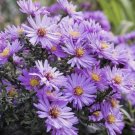 500 NEW ENGLAND ASTER SEEDS (Aster novae-angliae) Perennial