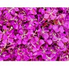 Fireweed Seeds | Rosebay | Perennial Medicinal Herb Flower BULK 500+ Seeds