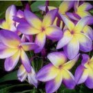 Yellow Purple Plumeria Seeds Plants Flower Flowers Perennial  5 Seeds
