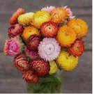 Strawflower Seeds Mix/Tall/Beautifull/NON-GMO/Flowers/ USA 300+ Seeds
