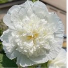 10 Chaters Double White Hollyhock Seeds | 5" Double White Flowers | Heirloom