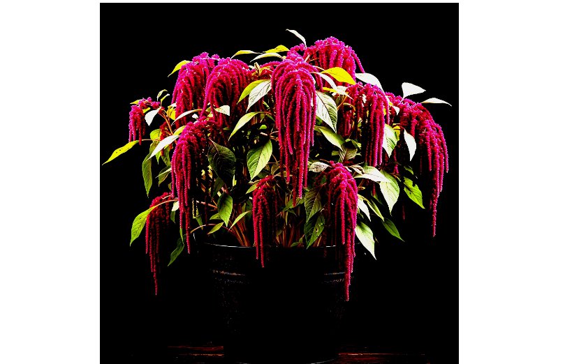 AMARANTH SEEDS LOVE LIES BLEEDING SPRING FLOWER GARDEN HEIRLOOM NON-GMO US 2000+ Seeds
