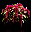 AMARANTH SEEDS LOVE LIES BLEEDING SPRING FLOWER GARDEN HEIRLOOM NON-GMO US 2000+ Seeds