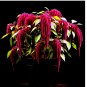 AMARANTH SEEDS LOVE LIES BLEEDING SPRING FLOWER GARDEN HEIRLOOM NON-GMO US 2000+ Seeds