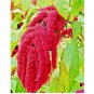 AMARANTH SEEDS LOVE LIES BLEEDING SPRING FLOWER GARDEN HEIRLOOM NON-GMO US 2000+ Seeds