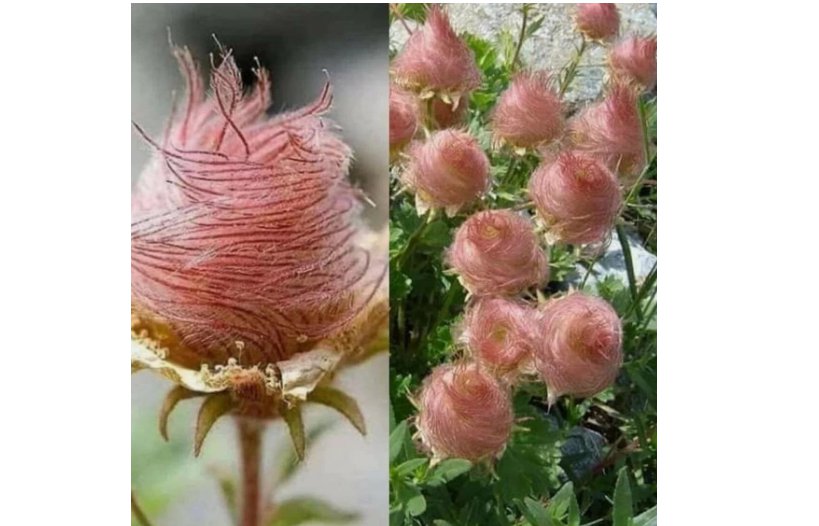 GEUM PRAIRE SMOKE / CHERRY DROP / DEER RESISTANT PERENNIAL FLOWER 55+ SEEDS